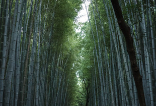 Bamboo Forest