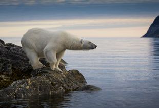 Ghost Bear