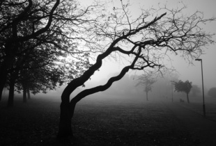 Tree in the fog Sunny Hill Park Park
