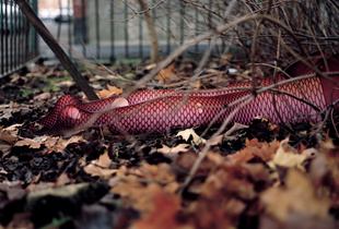 Interloper (deadlegs)