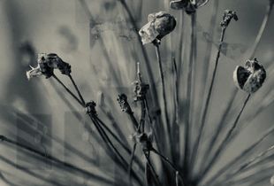 Season of Flowers 15