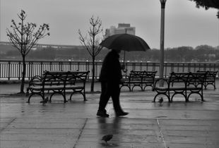 The Lonely Man and the Pigeon