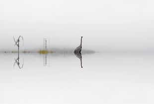 Fog 1. From the series, And the Whole World Stops.