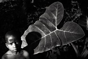The Jam plant, its tubers rich in complex  carbohydrate, is essential to the livelihood of children. © Nicola Angelo Mangia