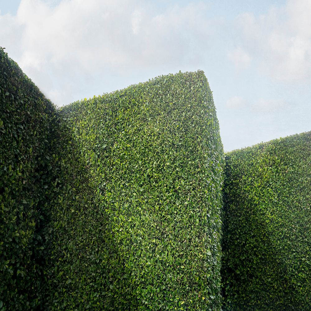 House & Hedge
