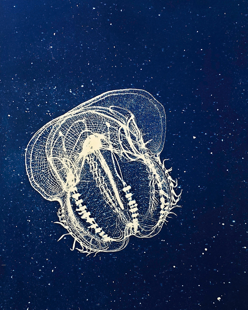 Photographs of Pacific Plankton, Cyanotype Impressions
