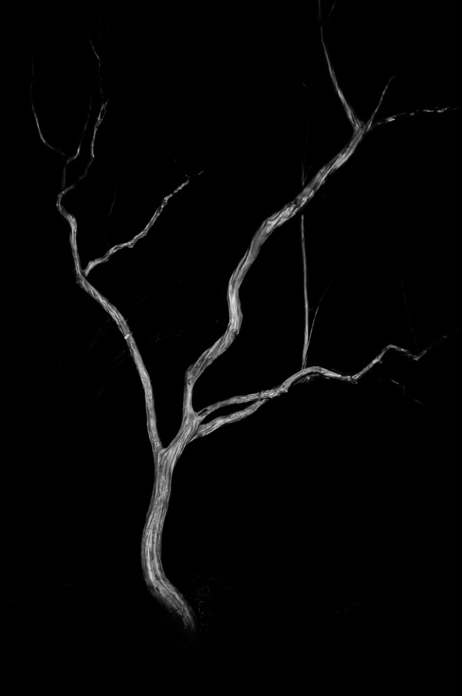 Night Forest