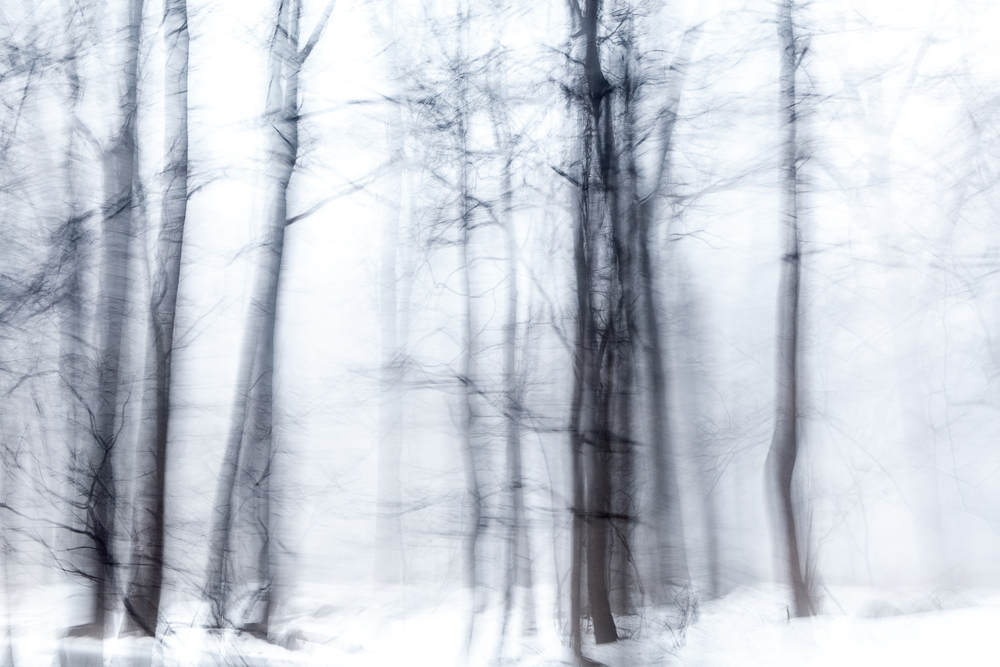 Snowy Trees