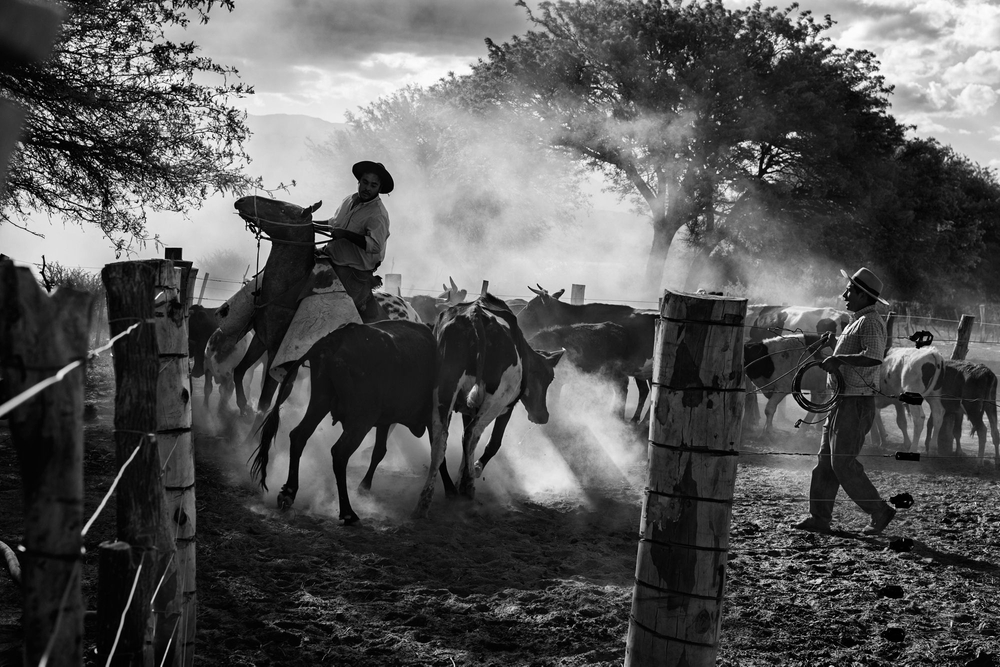 GAUCHO CALCHAQUÍ – EL GRITO DE LA TIERRA. (GAUCHO CALCHAQUÍ – THE YELL
