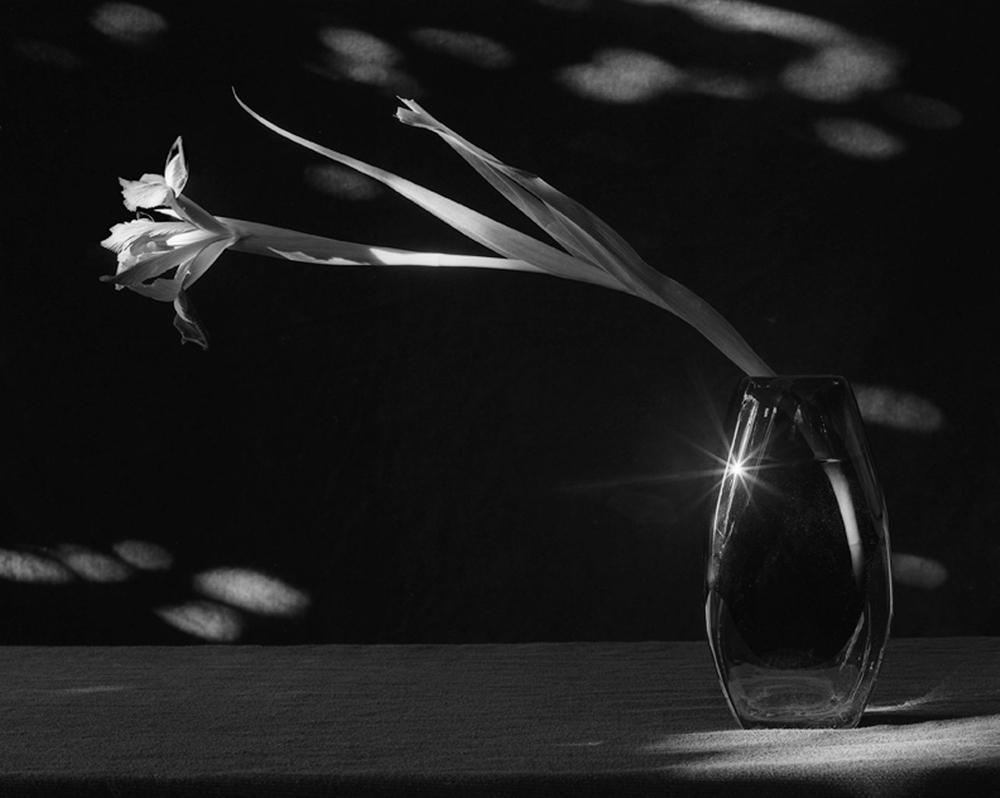 Flowers, Food and Flora