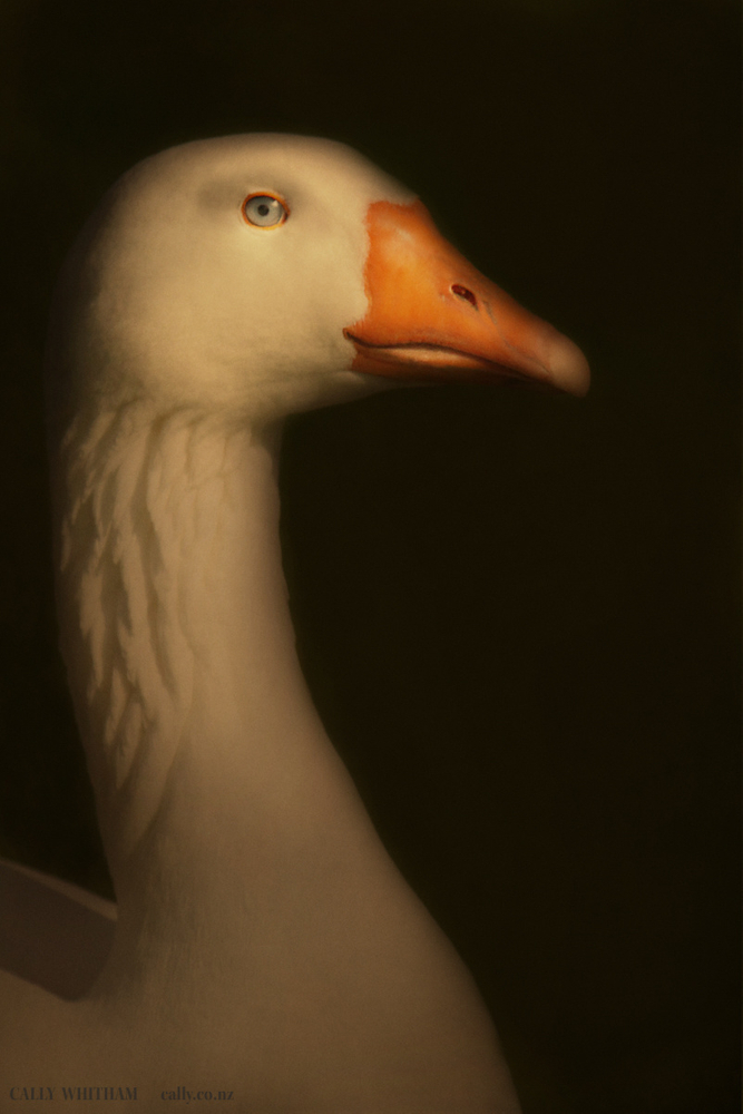 Geese
