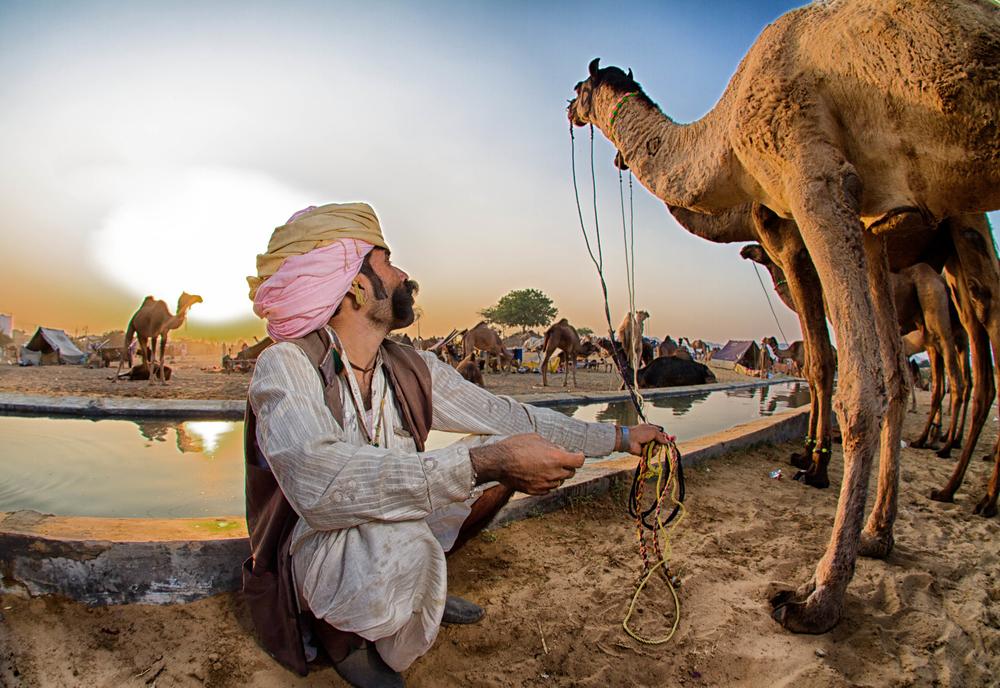 Pushkar Camel Fair