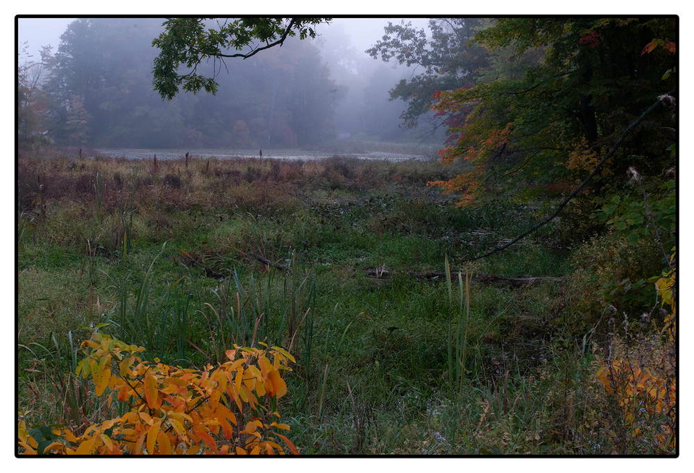 Composing with Color: Forest Preserves of Southwest Michigan