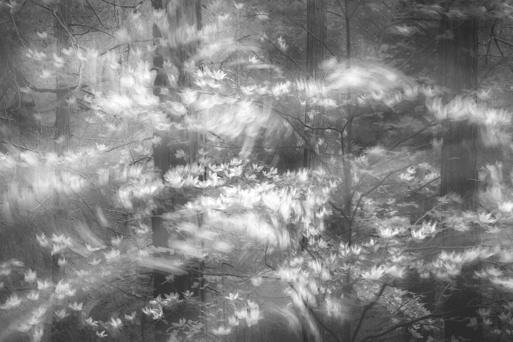 Yosemite Monochrome