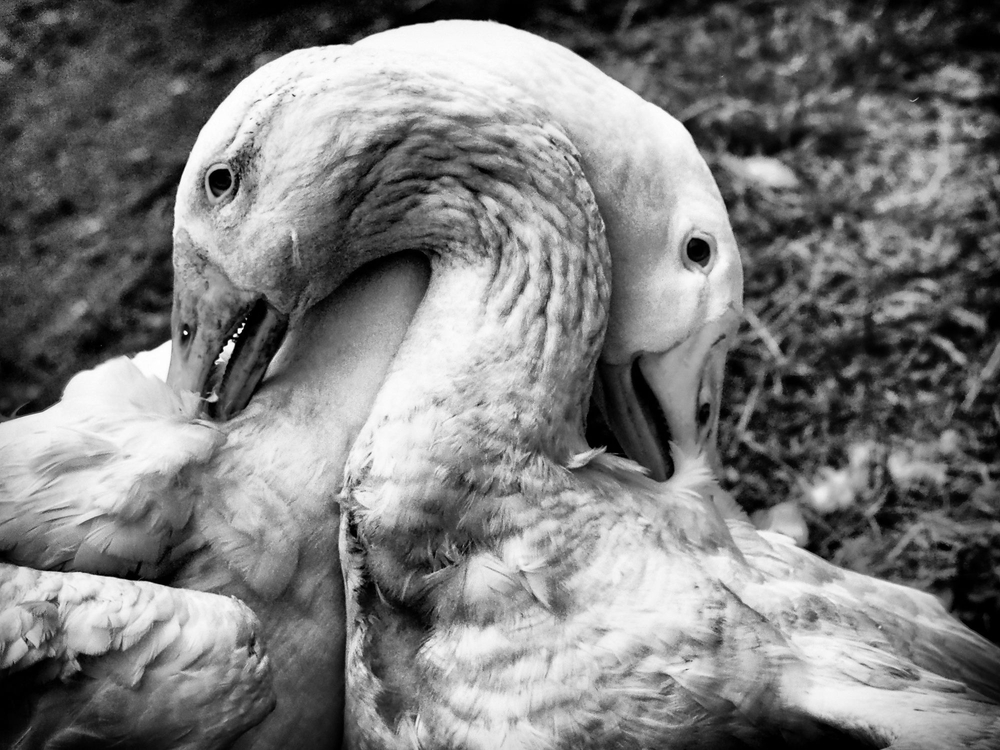 Eternal Recurrence