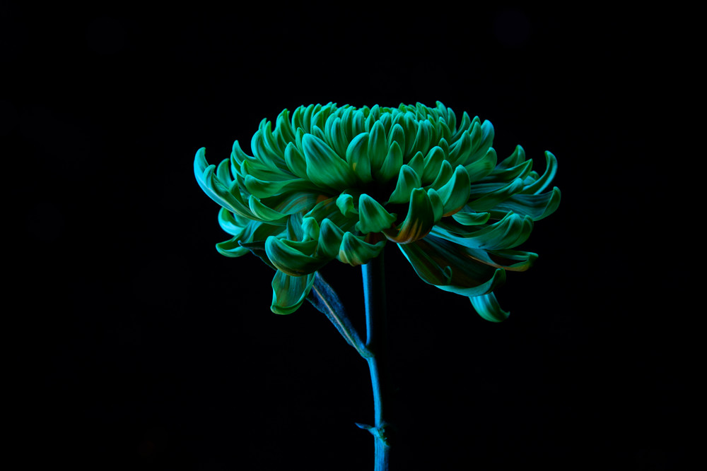 Flowers in light and time