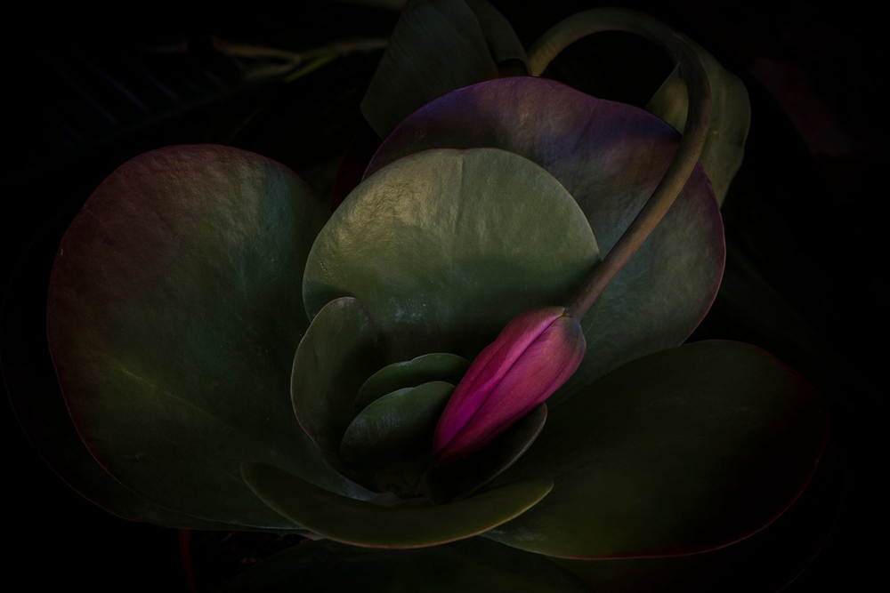 Fiorirai -  Blooming Inside