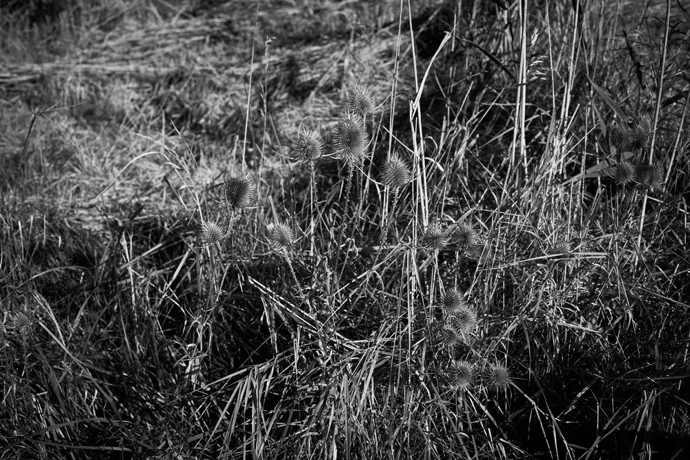 Copenhagen Vanishing Nature