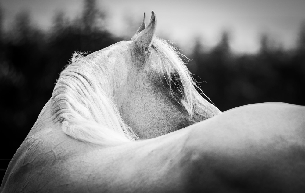 Horses in beauty and spirit