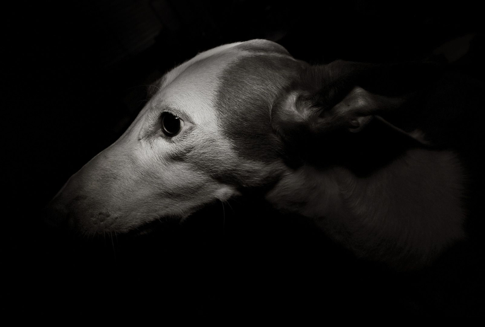 Study of a Hound