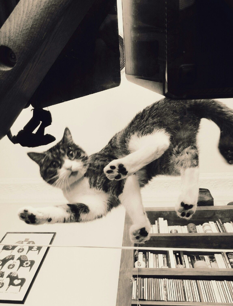 MY BELOVED CAT D'ARTAGNAN