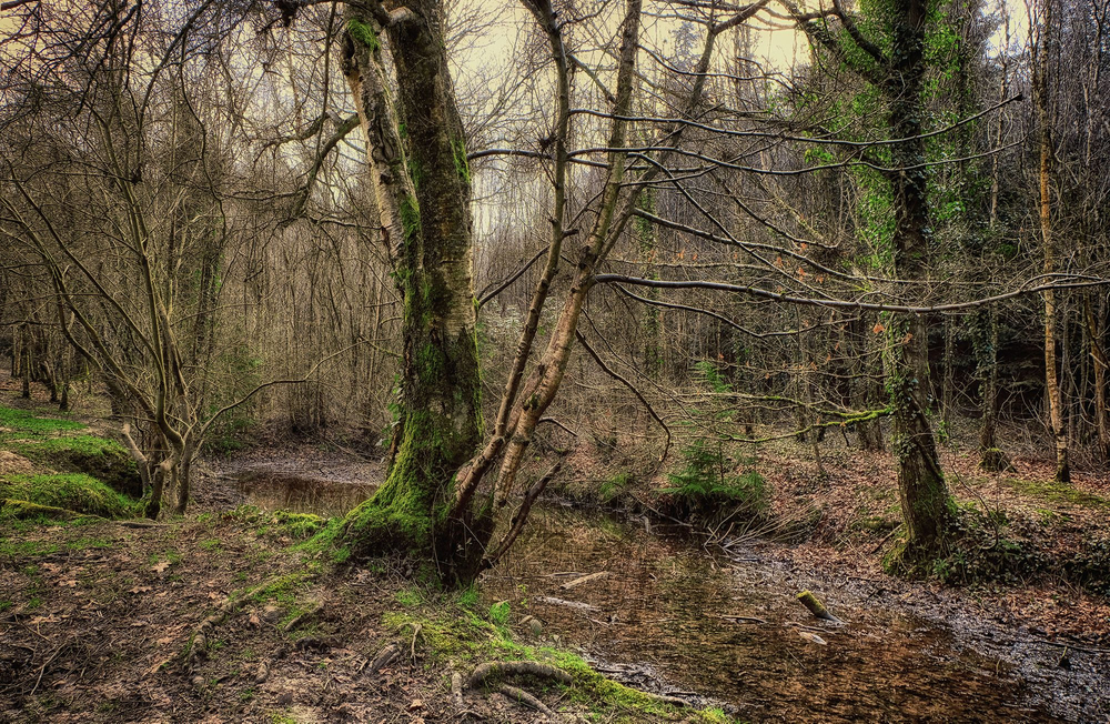 Landscapes & the Woods