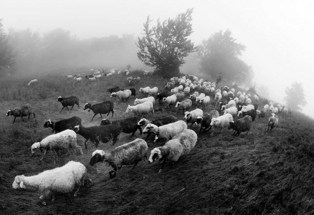 Carpathian Shepherds