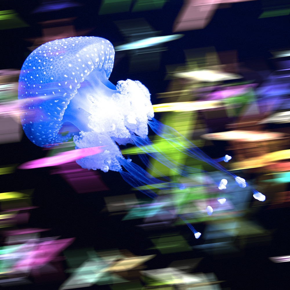 Jellyfish