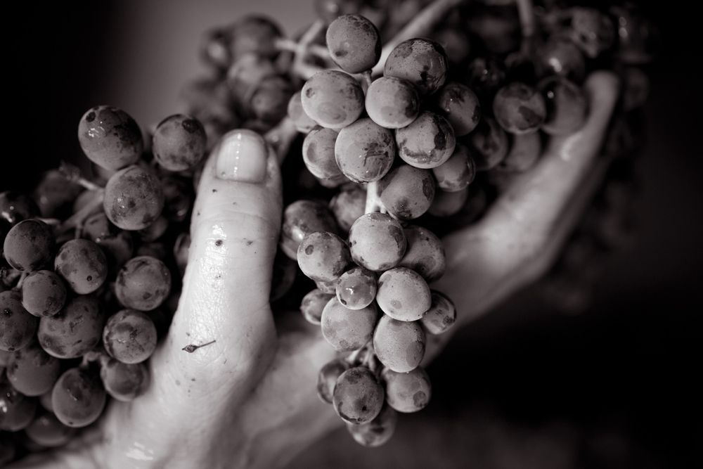 "Selected Fruits"