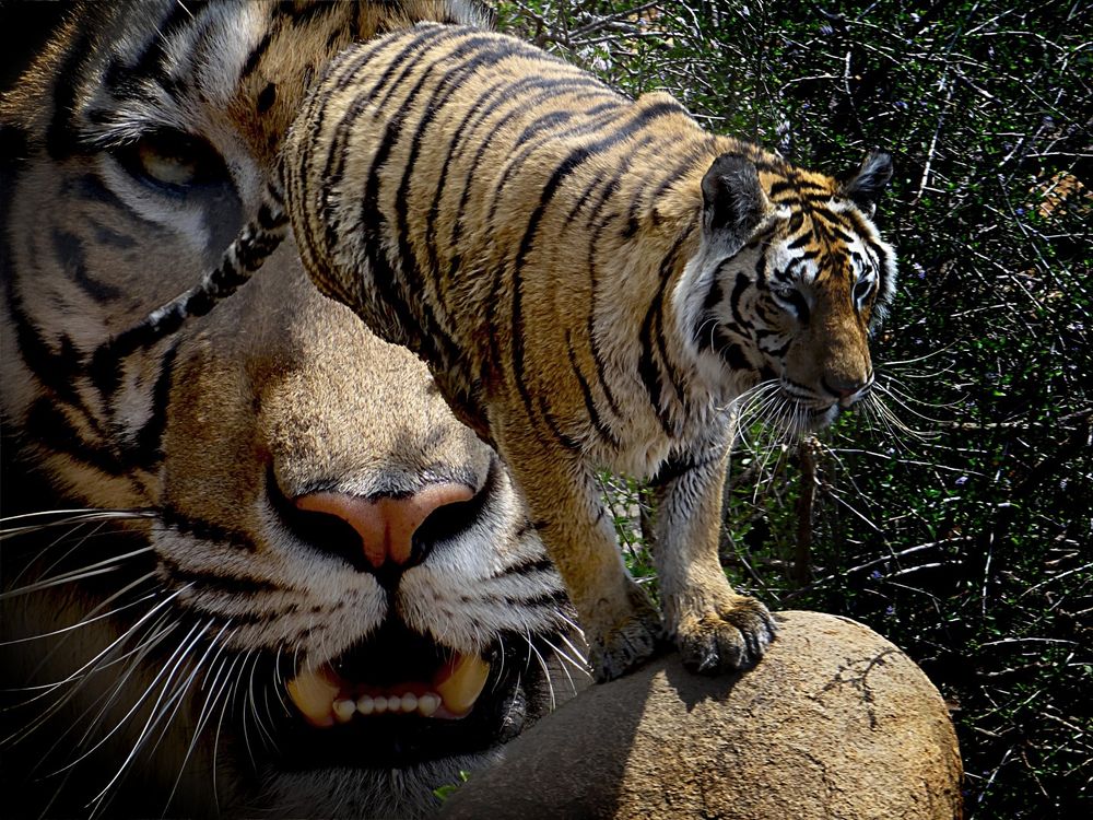 Tiger Contemplating