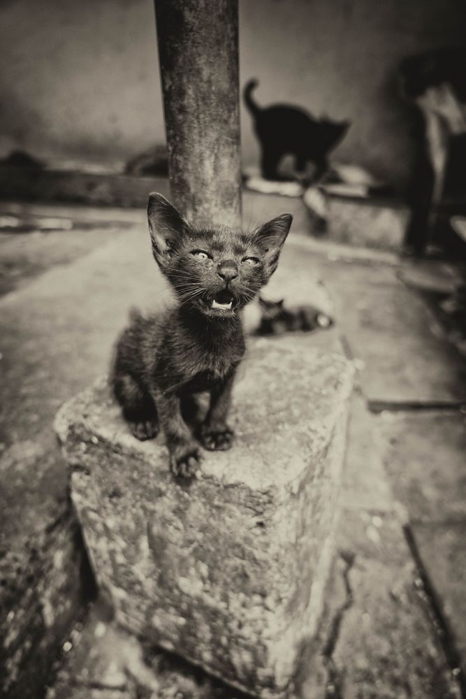 Bangkok urchin....