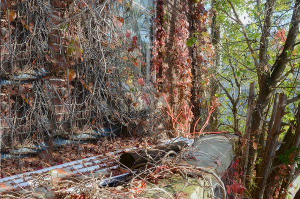Nature Takes Over 2011- 2013