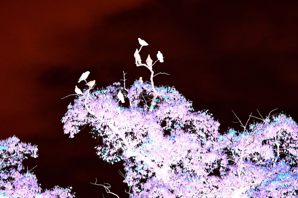 inversions