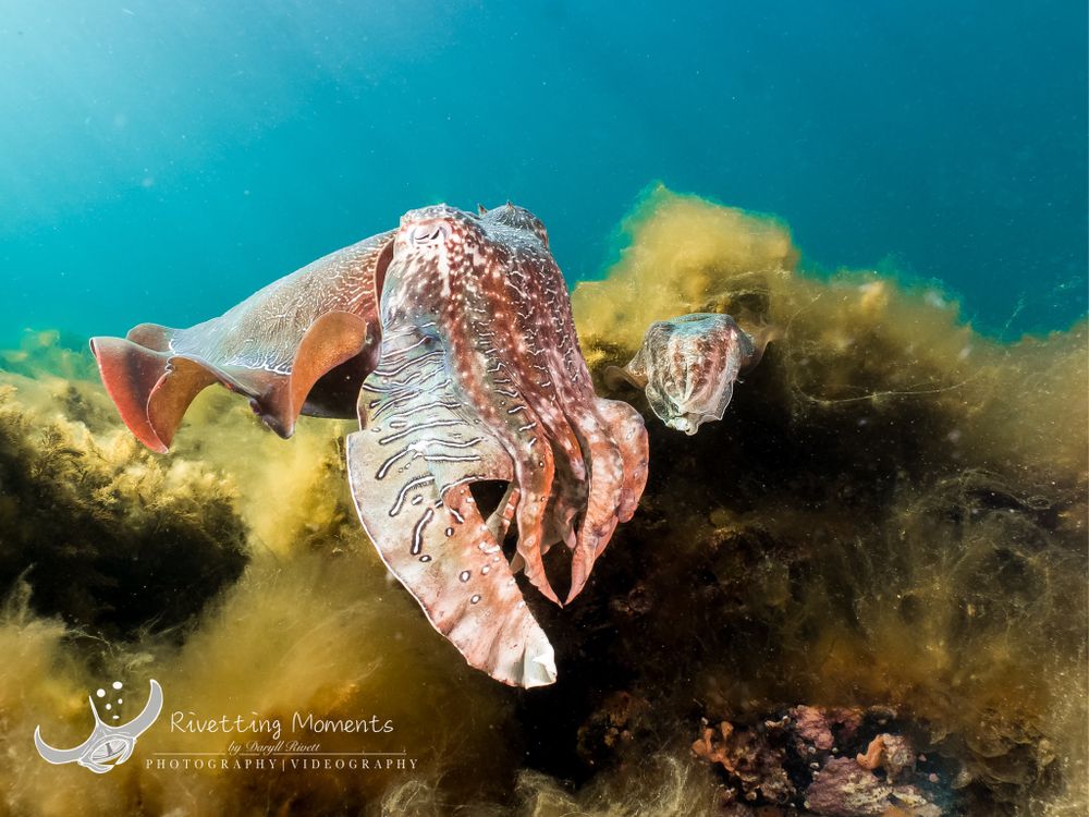 Daryll Rivett Marine Wonders LensCulture