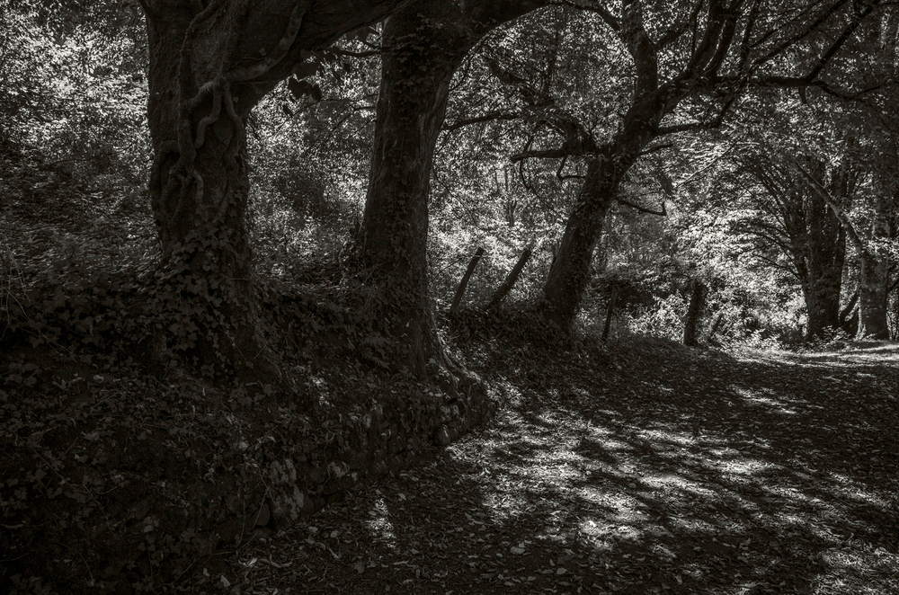 Childhood Walk 