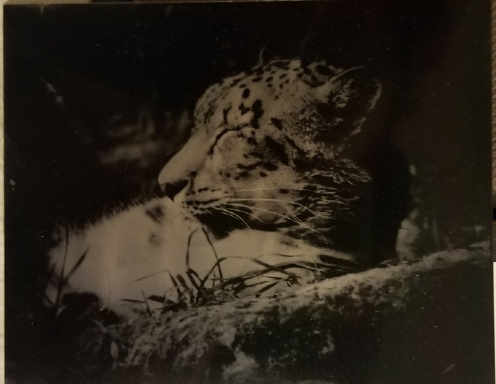 Endangered Species Project