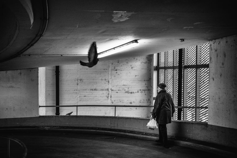 Ghetto Birds - A story about pigeons