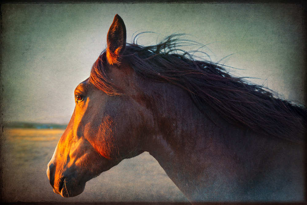 Wild Horses