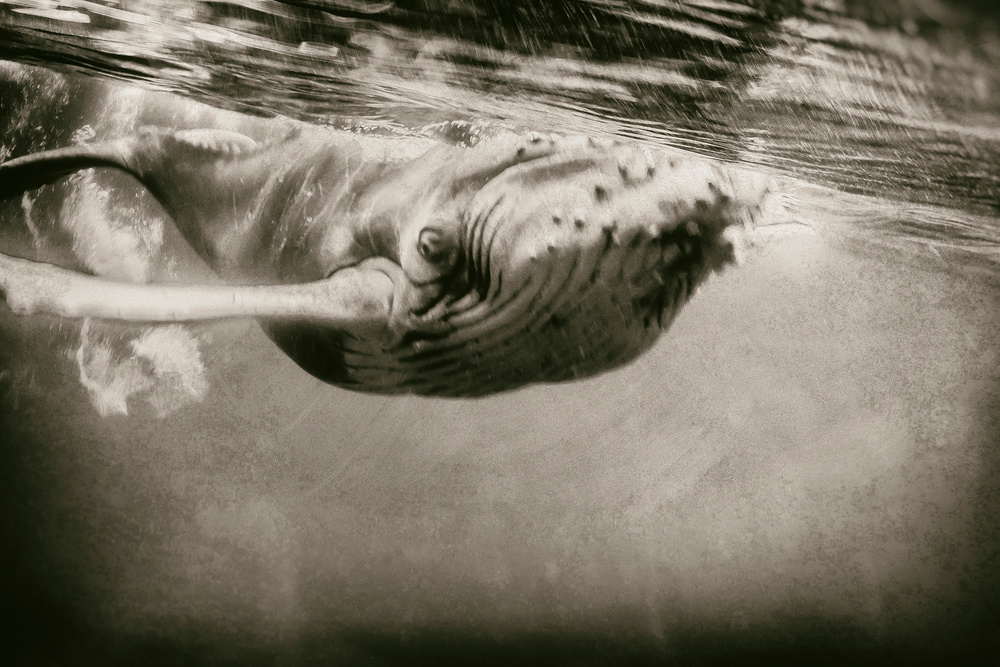 Whale Nation: Humpback Whales of the South Pacific