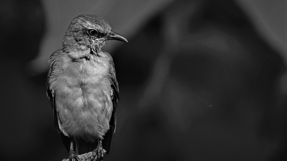 Submission of black and white photos
