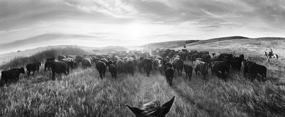 My Ranching Life