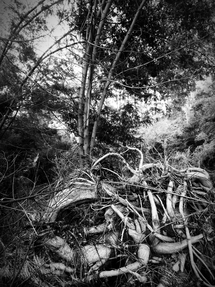 Whispering Trees