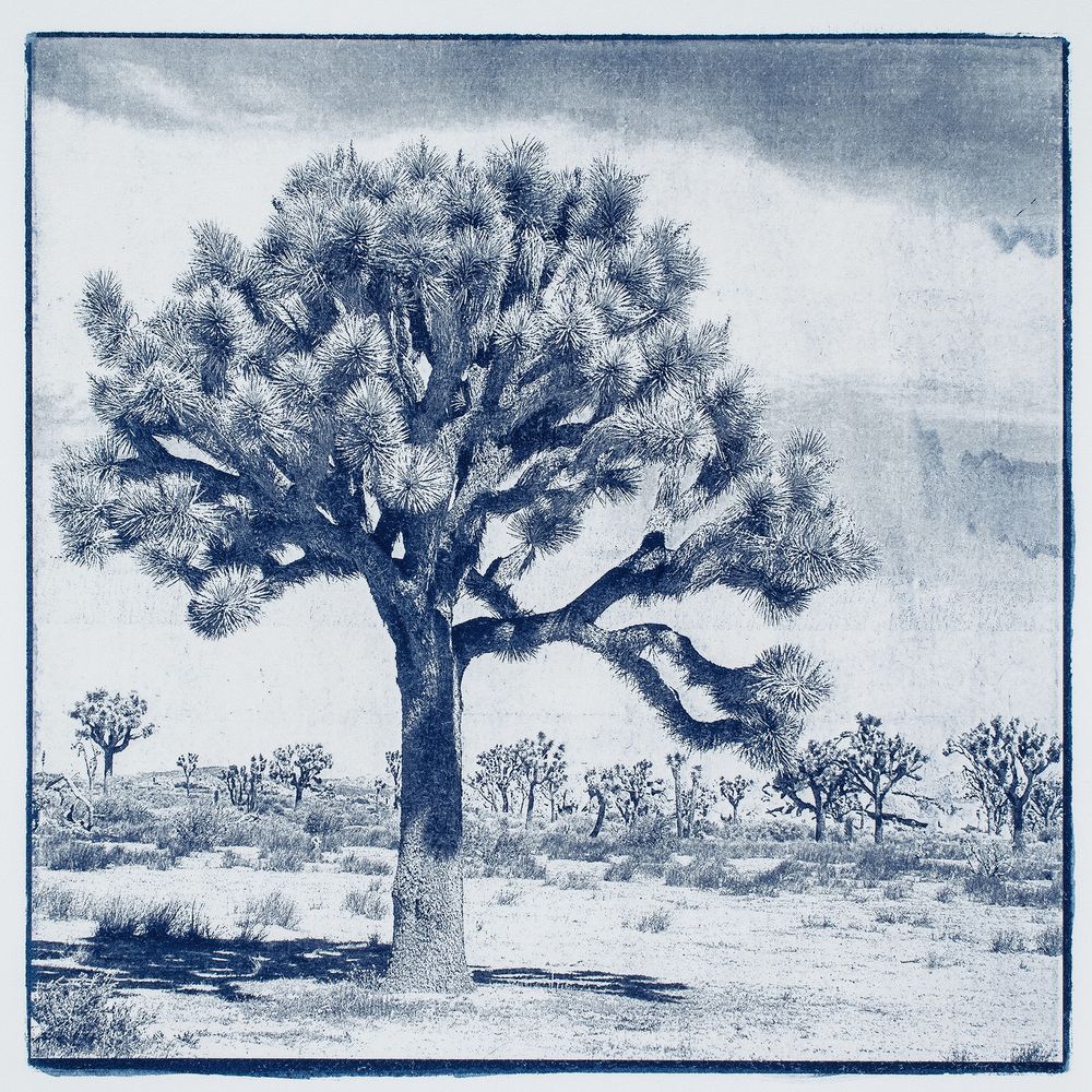 Joshua Tree Blue