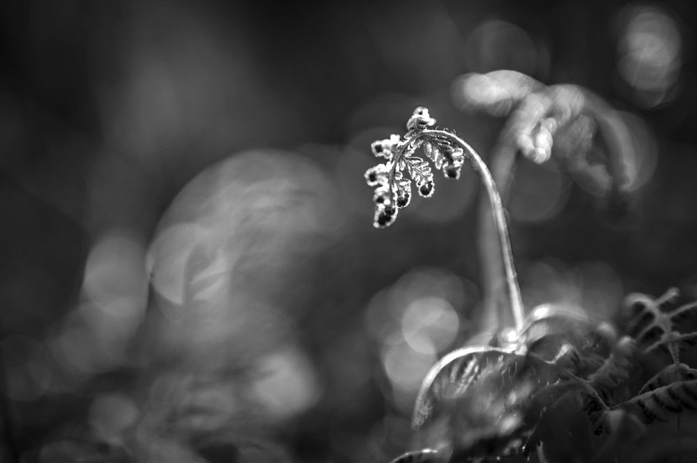 BW nature