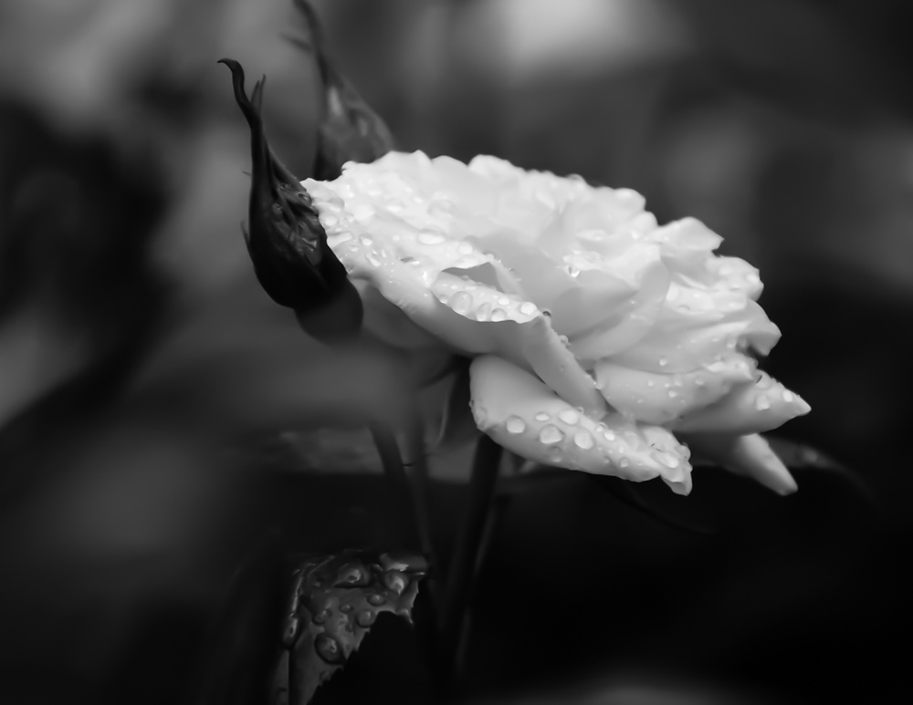 Remembrance