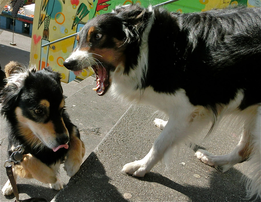 DOG DAYS or REPAIR THE DESPAIR! 