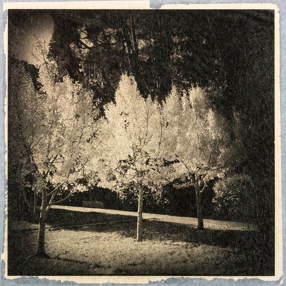 Tree Portraits