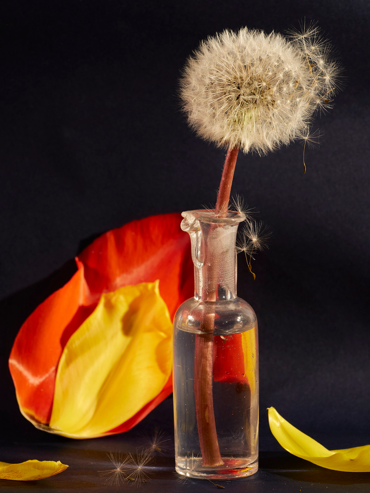 nature morte