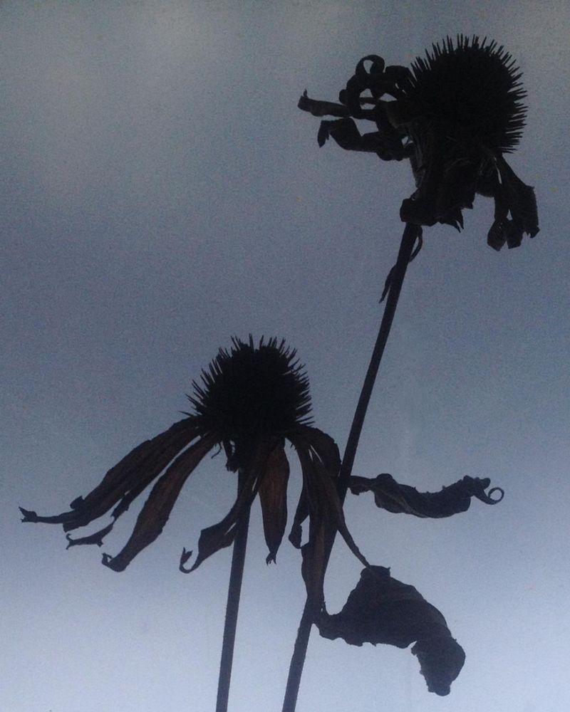 winterbloom