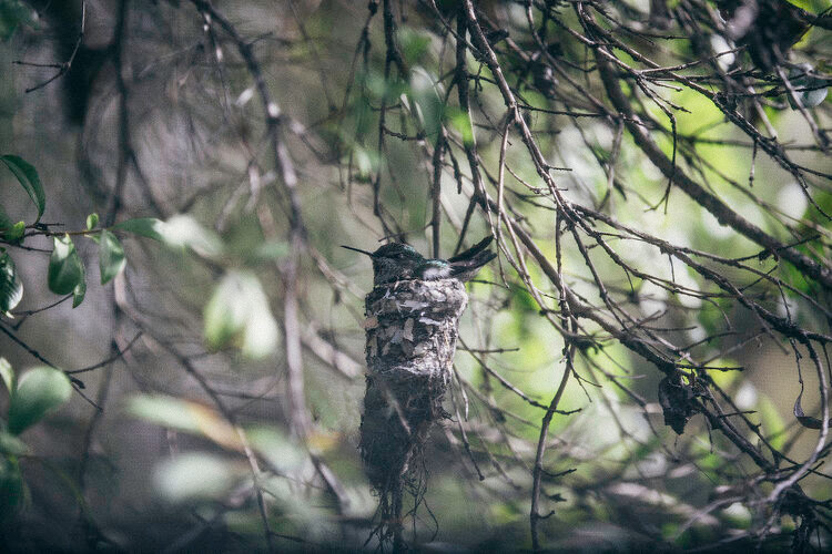 In pursuit of magic